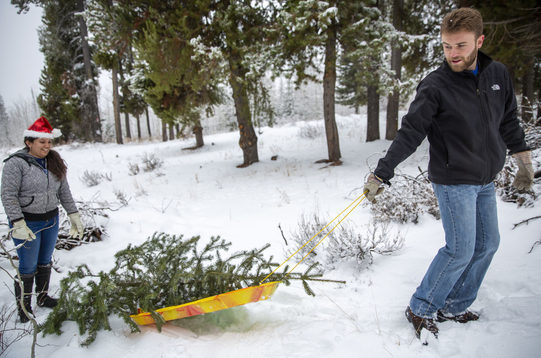 Picking the perfect tree
